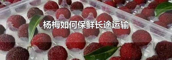 杨梅如何保鲜长途运输