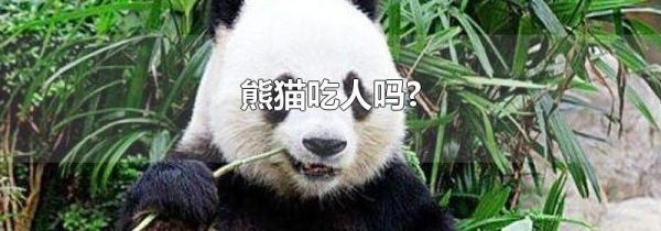 熊猫吃人吗?