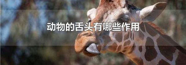 动物的舌头有哪些作用