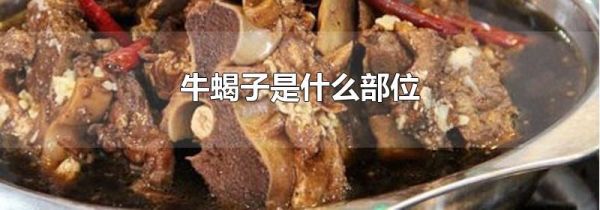 牛蝎子是什么部位