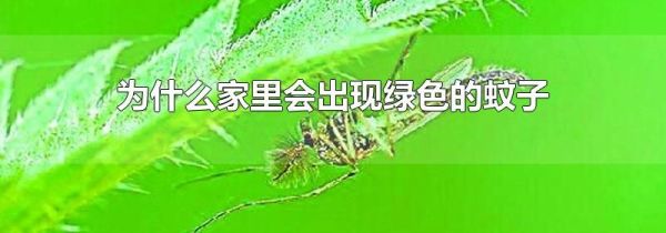 为什么家里会出现绿色的蚊子