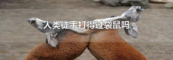 人类徒手打得过袋鼠吗