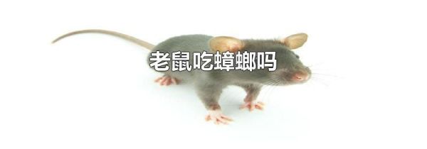 老鼠吃蟑螂吗