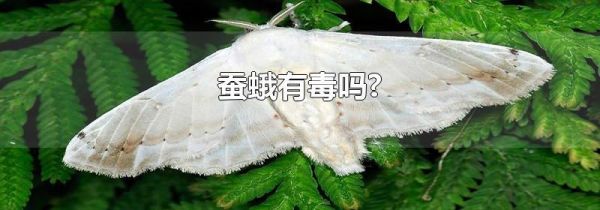 蚕蛾有毒吗?