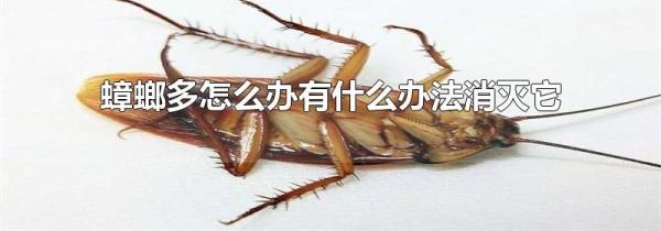 蟑螂多怎么办有什么办法消灭它