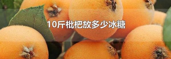 10斤枇杷放多少冰糖
