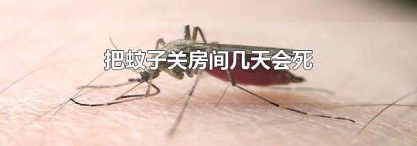 把蚊子关房间几天会死