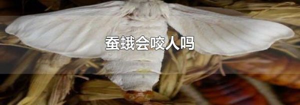 蚕蛾会咬人吗