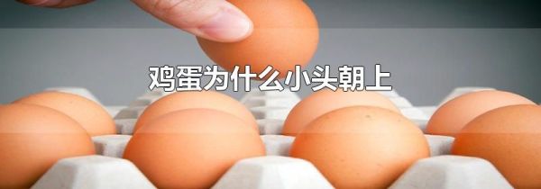 鸡蛋为什么小头朝上