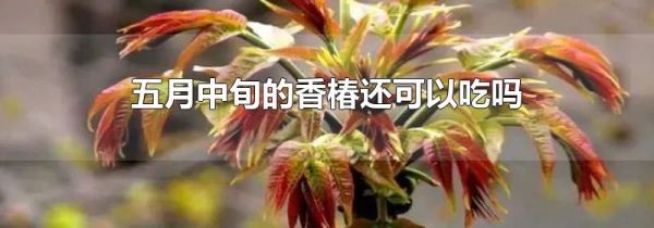 五月中旬的香椿还可以吃吗