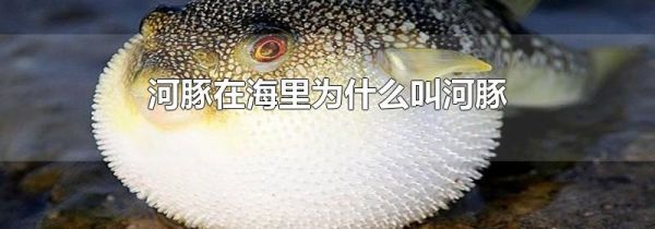 河豚在海里为什么叫河豚