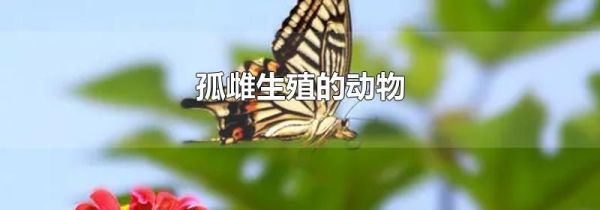 孤雌生殖的动物