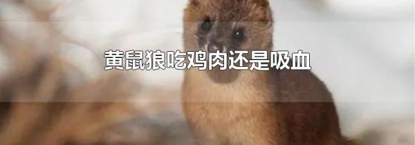 黄鼠狼吃鸡肉还是吸血