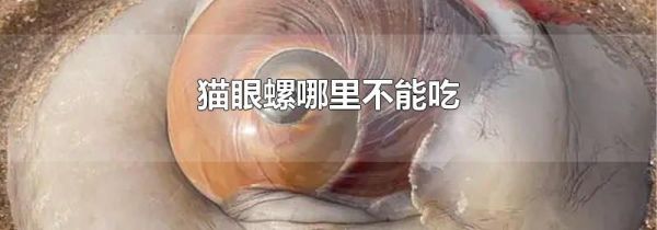 猫眼螺哪里不能吃