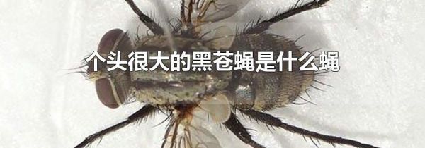 个头很大的黑苍蝇是什么蝇