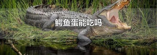 鳄鱼蛋能吃吗