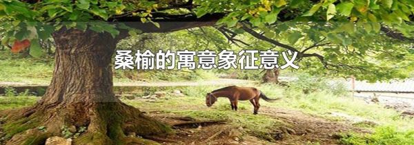 桑榆的寓意象征意义