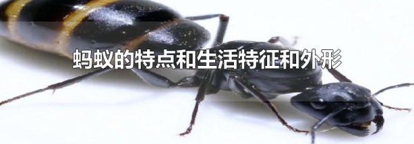 蚂蚁的特点和生活特征和外形