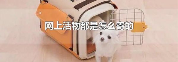 网上活物都是怎么寄的