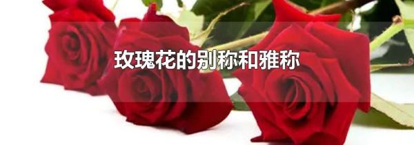 玫瑰花的别称和雅称