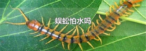 蜈蚣怕水吗