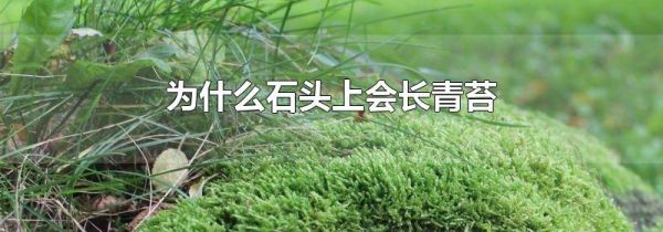 为什么石头上会长青苔