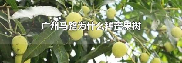 广州马路为什么种芒果树