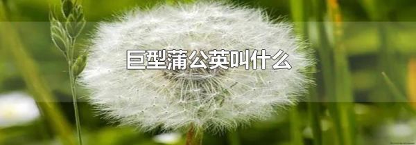 巨型蒲公英叫什么