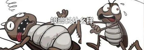 蟑螂长什么样