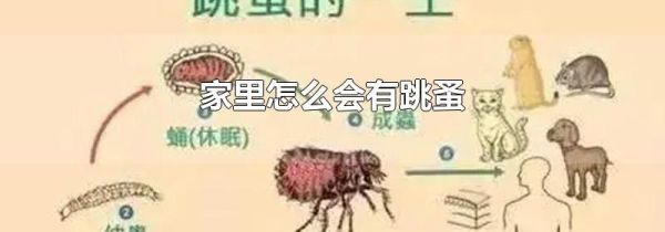 家里怎么会有跳蚤