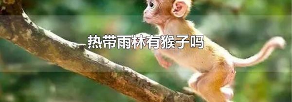热带雨林有猴子吗