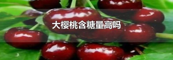 大樱桃含糖量高吗