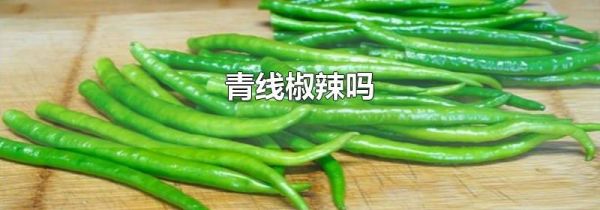 青线椒辣吗