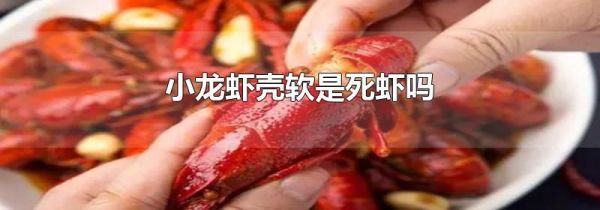 小龙虾壳软是死虾吗