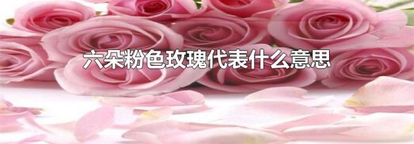 六朵粉色玫瑰代表什么意思