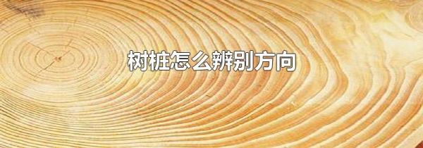树桩怎么辨别方向