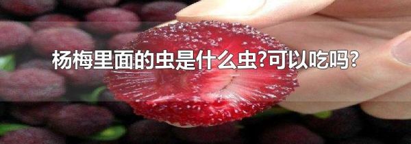 杨梅里面的虫是什么虫?可以吃吗?