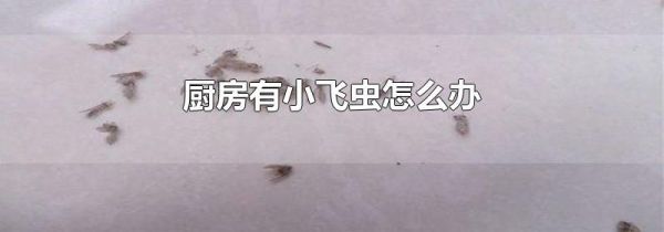厨房有小飞虫怎么办