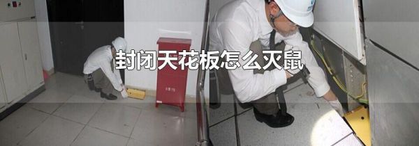 封闭天花板怎么灭鼠