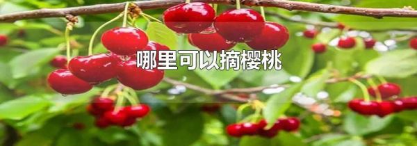 哪里可以摘樱桃