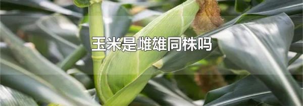 玉米是雌雄同株吗