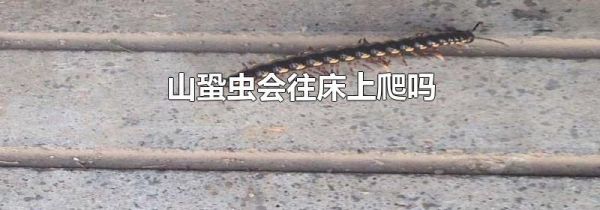 山蛩虫会往床上爬吗