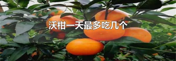 沃柑一天最多吃几个