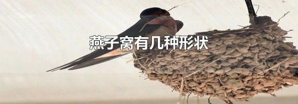 燕子窝有几种形状