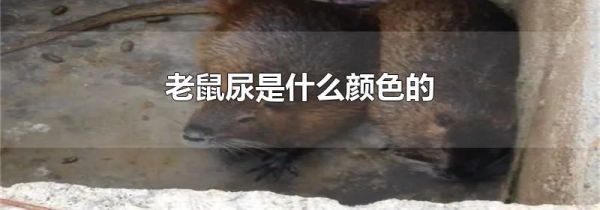 老鼠尿是什么颜色的