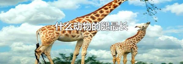 什么动物的腿最长