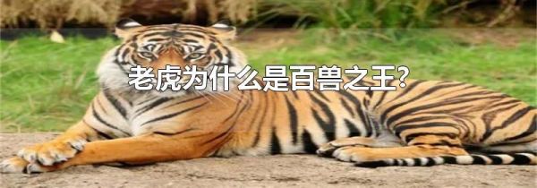 老虎为什么是百兽之王?