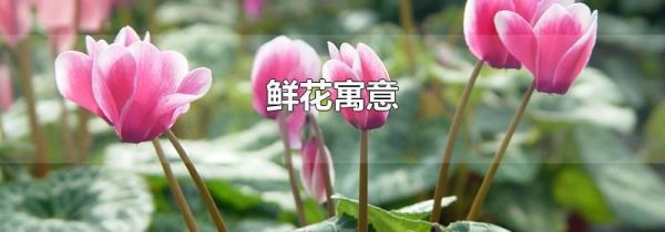 鲜花寓意