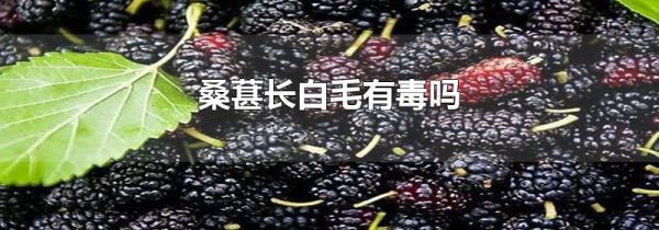 桑葚长白毛有毒吗