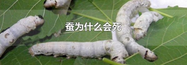 蚕为什么会死